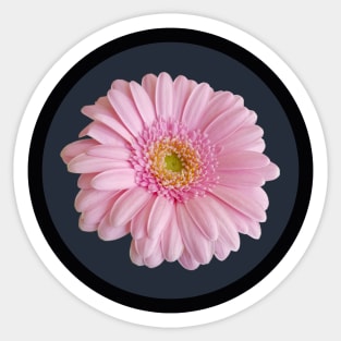 Pale Pink Gerbera Daisy Flower Circle Frame Sticker